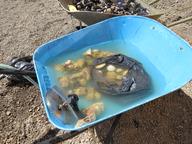 Cliquez pour agrandir l'image