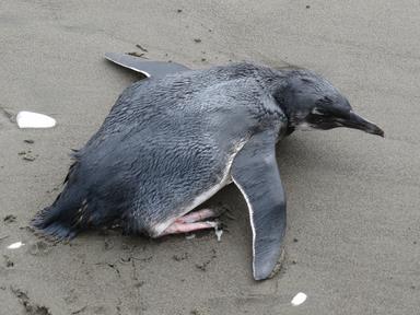 Cliquez pour agrandir l'image Cliquez pour agrandir l'image