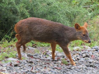 Cliquez pour agrandir l'image Cliquez pour agrandir l'image