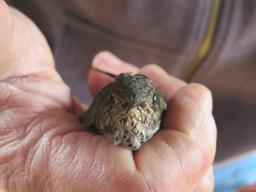 Cliquez pour agrandir l'image Cliquez pour agrandir l'image