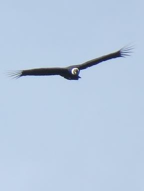 Cliquez pour agrandir l'image