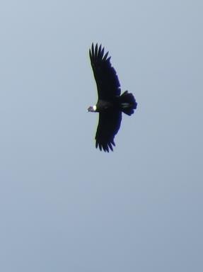 Cliquez pour agrandir l'image