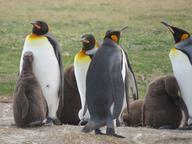 Cliquez pour agrandir l'image