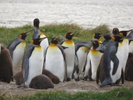 Cliquez pour agrandir l'image