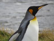 Cliquez pour agrandir l'image