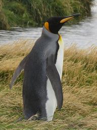 Cliquez pour agrandir l'image