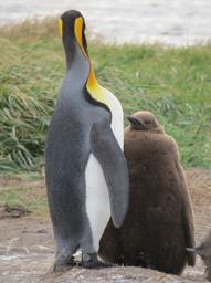 Cliquez pour agrandir l'image