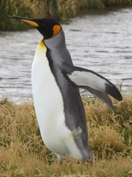 Cliquez pour agrandir l'image