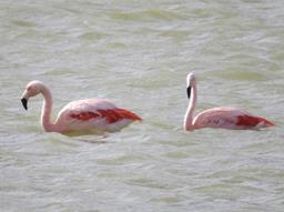 Cliquez pour agrandir l'image