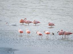 Cliquez pour agrandir l'image