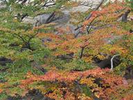 Cliquez pour agrandir l'image