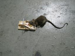 Cliquez pour agrandir l'image Cliquez pour agrandir l'image