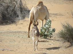 Cliquez pour agrandir l'image