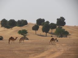 Cliquez pour agrandir l'image