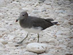 Cliquez pour agrandir l'image