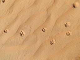 Cliquez pour agrandir l'image