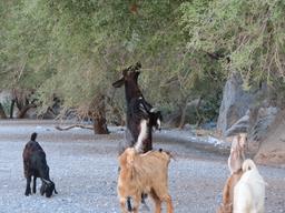 Cliquez pour agrandir l'image