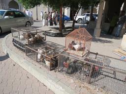 Cliquez pour agrandir l'image