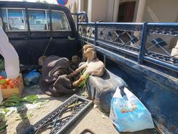 Cliquez pour agrandir l'image