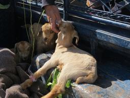 Cliquez pour agrandir l'image