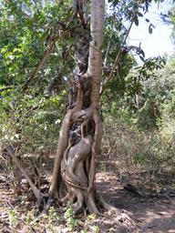 Cliquez pour agrandir l'image