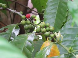 Cliquez pour agrandir l'image