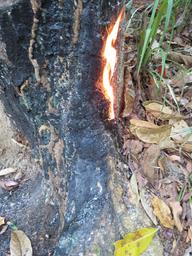 Cliquez pour agrandir l'image