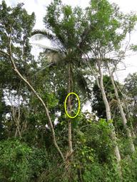 Cliquez pour agrandir l'image