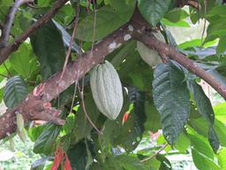 Cliquez pour agrandir l'image