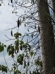 Cliquez pour agrandir l'image