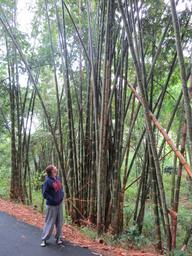 Cliquez pour agrandir l'image