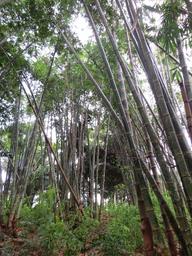 Cliquez pour agrandir l'image