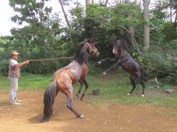 Cliquez pour agrandir l'image