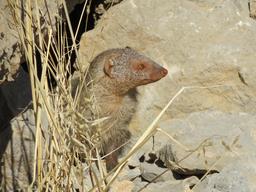 Cliquez pour agrandir l'image