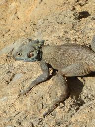 Cliquez pour agrandir l'image