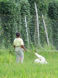 Cliquez pour agrandir l'image