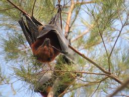 Cliquez pour agrandir l'image