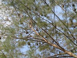 Cliquez pour agrandir l'image