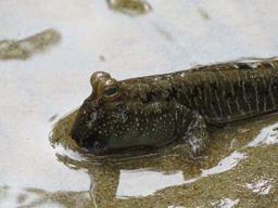 Cliquez pour agrandir l'image