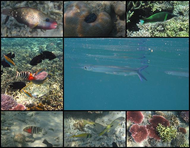 Cliquez pour agrandir l'image