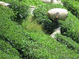 Cliquez pour agrandir l'image