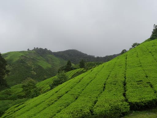 Cliquez pour agrandir l'image