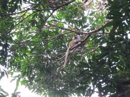 Cliquez pour agrandir l'image