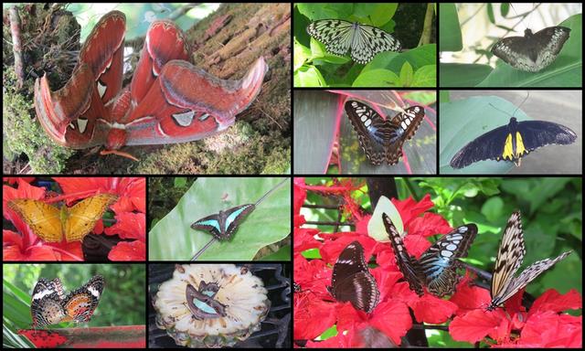 Cliquez pour agrandir l'image