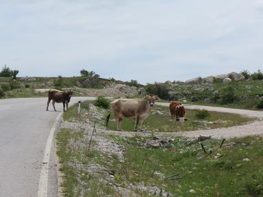 Cliquez pour agrandir l'image