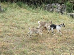 Cliquez pour agrandir l'image