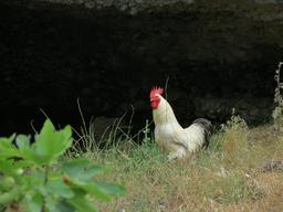 Cliquez pour agrandir l'image