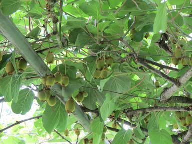 Cliquez pour agrandir l'image