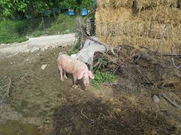 Cliquez pour agrandir l'image