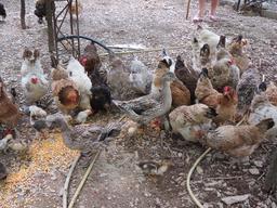 Cliquez pour agrandir l'image